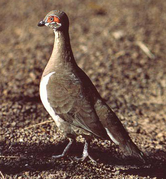 Geophaps smithii